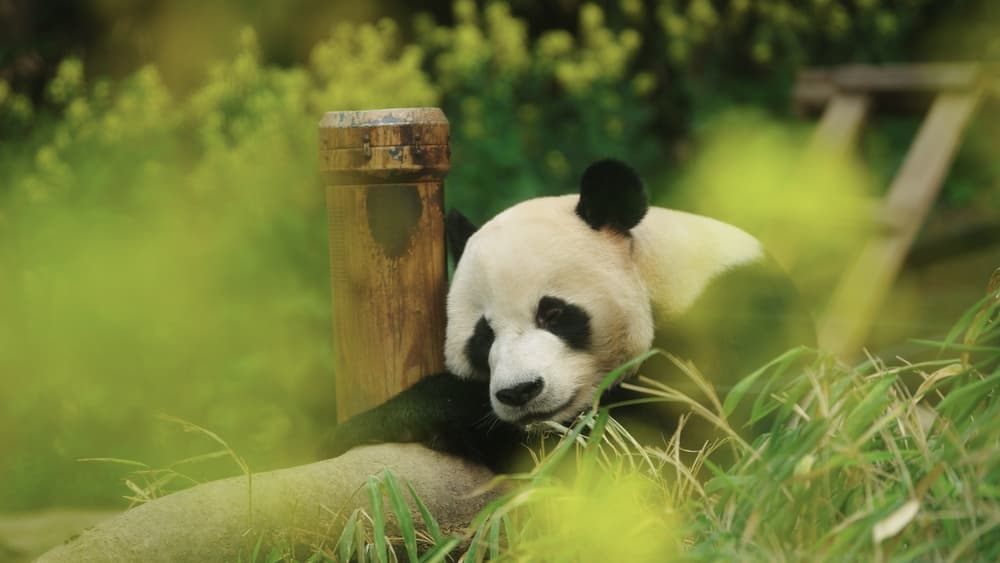 Bảo Bối Của Ông - Fu Bao