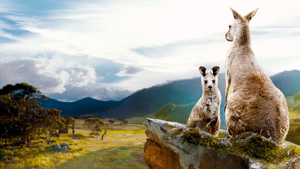 Thung Lũng kangaroo